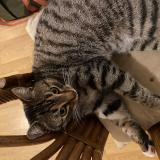 Photo de chat perdu à Le Mans