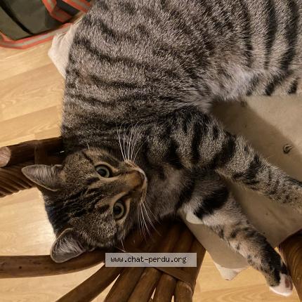 Photo 1/1 Chat retrouvé Perdu à Le mans