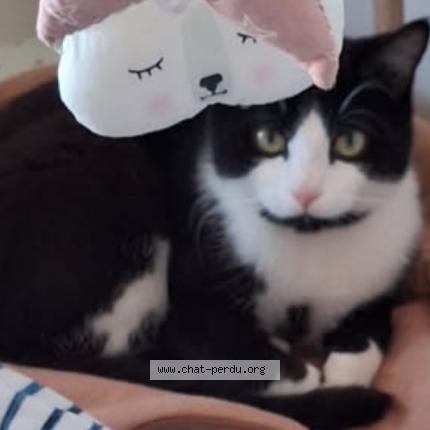 Photo 1/1 Chat retrouvé Perdu à Quetigny