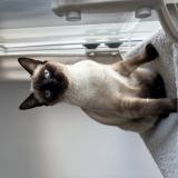 Photo de chat perdu à Maurepas