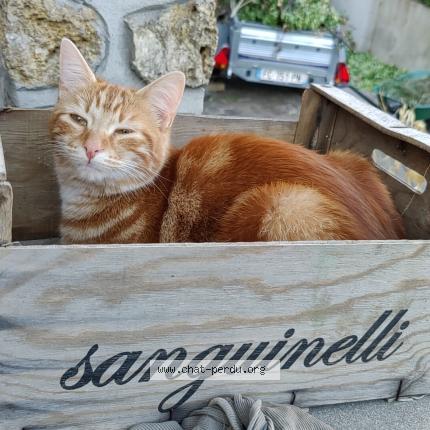Photo 1/1 Chat retrouvé Perdu à Draveil