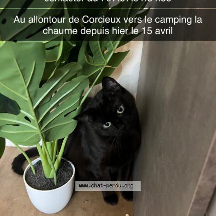 Photo de chat perdu à Corcieux