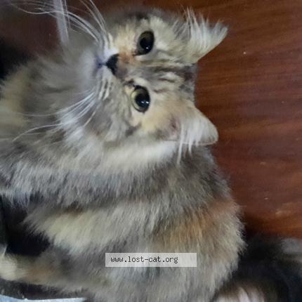 Photo 1/1 Chat trouvé Trouvé à Islamabad