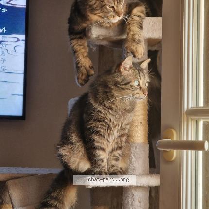 Photo 1/1 Chat retrouvé Perdu à Saint Ciers Sur Gironde