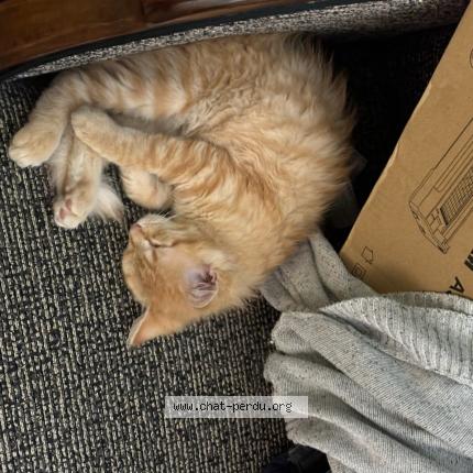 Photo 1/1 Chat retrouvé Perdu à Bordeaux
