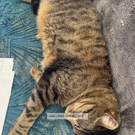 Photo 1/1 Chat retrouvé Perdu à Merignac