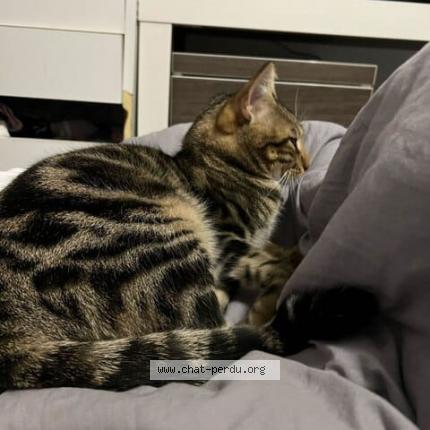 Photo 2/2 Gert Chat perdu à Tours