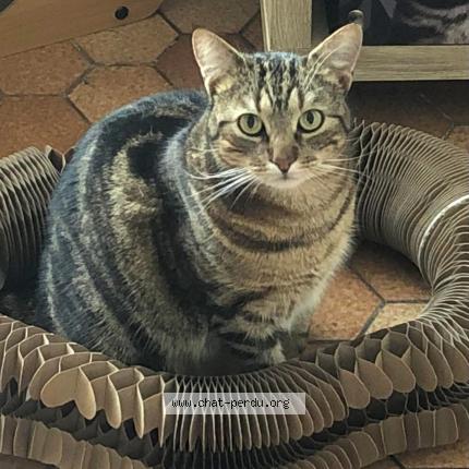 Photo 1/1 Nicolas Chat perdu à Saint martin des tilleuls