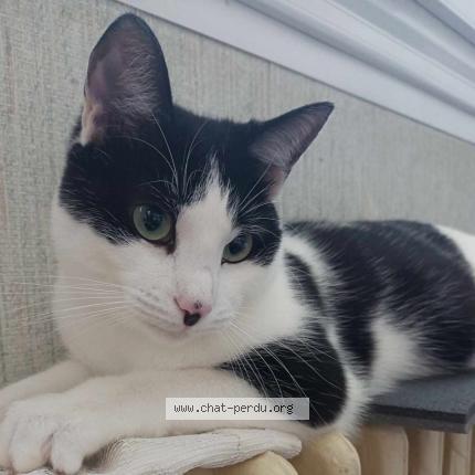 Photo 1/1 Chat retrouvé Perdu à Vannes