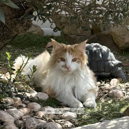 Photo 1/1 Willy Chat perdu à La garde