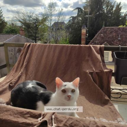 Photo 1/1 Chat retrouvé Perdu à Dijon