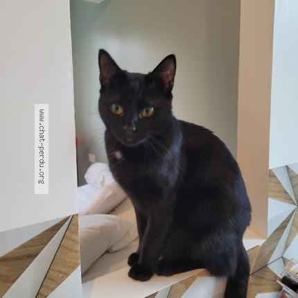 Photo 1/1 Chat retrouvé Perdu à Falaise