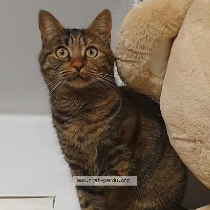 Photo de chat perdu à Paris