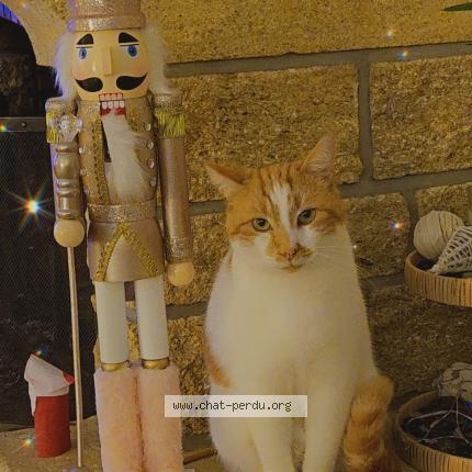 Photo 1/1 Simba Chat perdu à La roche sur yon