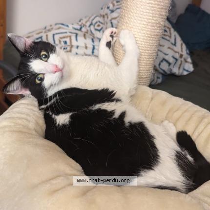 Photo 1/1 DOMI Chat perdu à Locoal mendon