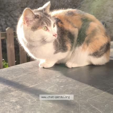 Photo de chat perdu à Grisolles