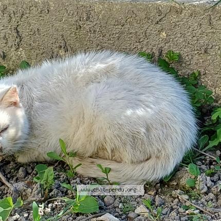 Photo 1/1 Chat trouvé Trouvé à Loudun