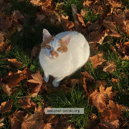 Photo 1/1 Kitty Chat perdu à Terrebonne