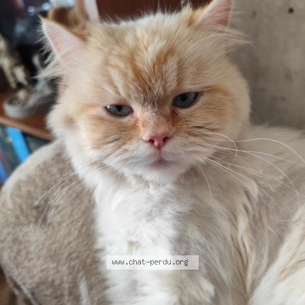 Photo 1/1 Tao Chat perdu à Othis