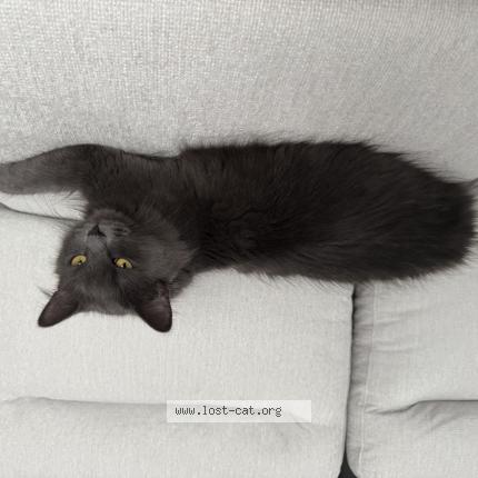 Photo 1/1 Stormi Chat perdu à Verdun