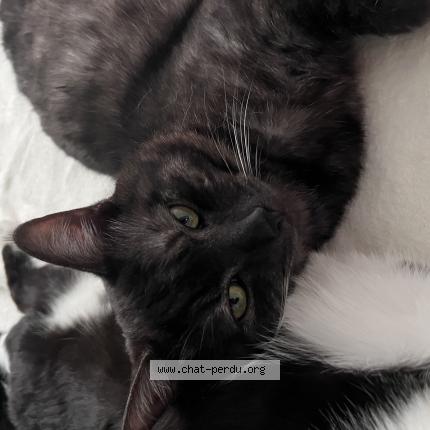 Photo 1/1 Tigrou Chat perdu à Dainville