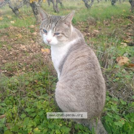 Photo 1/1 Mickey Chat perdu à Saint raphael