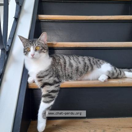 Photo 1/1 Simba Chat perdu à Tourcoing