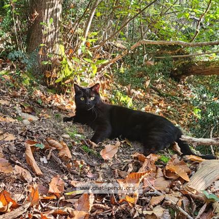 Photo 1/1 Chat retrouvé Perdu à Bourgoin jallieu