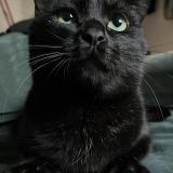 Photo de chat perdu à Dollon