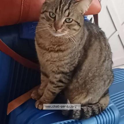 Photo 1/1 Chat retrouvé Perdu à Le Havre