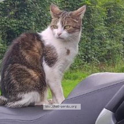 Photo 1/1 Nénette Chat perdu à Parentis en born