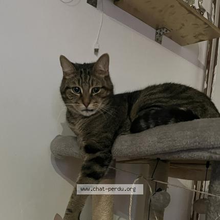 Photo 1/1 Chat retrouvé Perdu à Somain