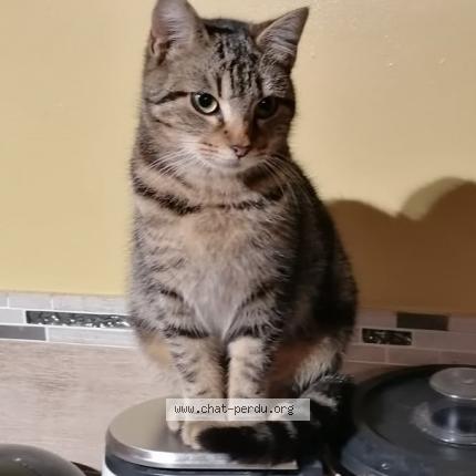 Photo 1/1 LAVANDE Chat perdu à Plouzevede