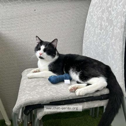 Photo de chat perdu à Toulouse