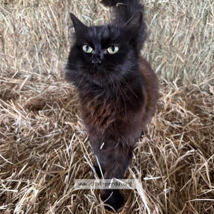 Photo 1/1 Chat retrouvé Trouvé à Pernes Les Fontaines