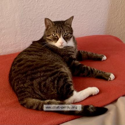 Photo 1/1 Chat retrouvé Perdu à Niort
