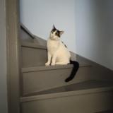 Photo de chat perdu à Aubergenville