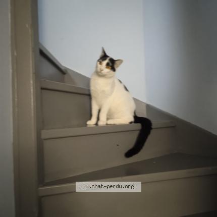 Photo 1/1 Chat retrouvé Perdu à Aubergenville