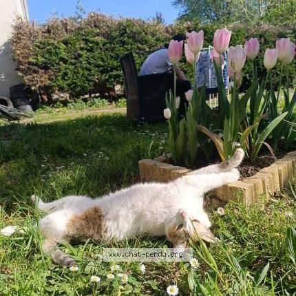 Photo de chat perdu à Palaiseau