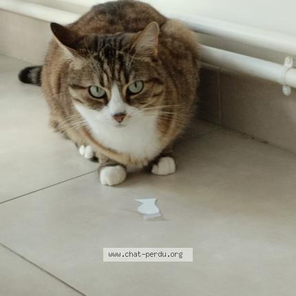 Photo de chat perdu à Tours