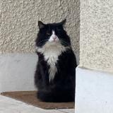 Photo de chat trouvé à Sartrouville