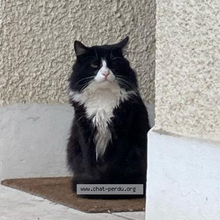 Photo 1/1 Chat retrouvé Trouvé à Sartrouville