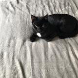 Photo de chat perdu à Houilles