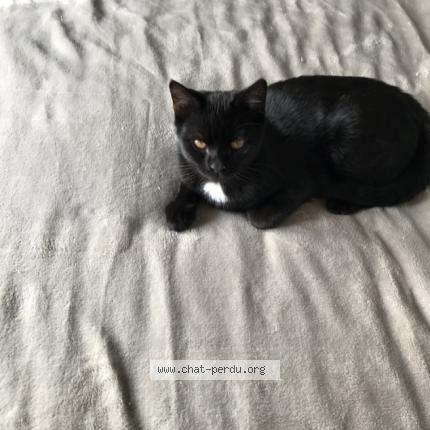 Photo 1/1 Chat retrouvé Perdu à Houilles