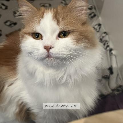 Photo de chat perdu à Argenteuil