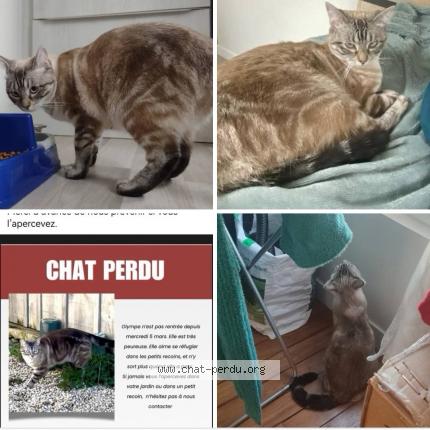 Photo 1/1 Olympe Chat perdu à Rochefort