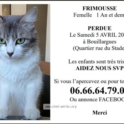 Photo 1/1 Frimousse Chat perdu à Bouillargues