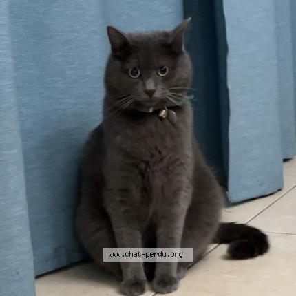 Photo 1/1 Blue Chat perdu à Les sables d olonne