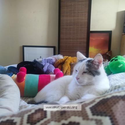 Photo 1/1 Miou Chat perdu à Brest