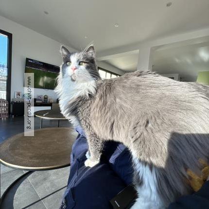 Photo 1/1 Grizou Chat perdu à Les pieux